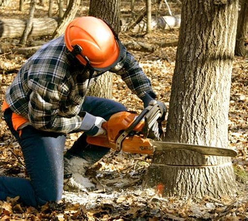 Tree Removal in Nahunta, GA